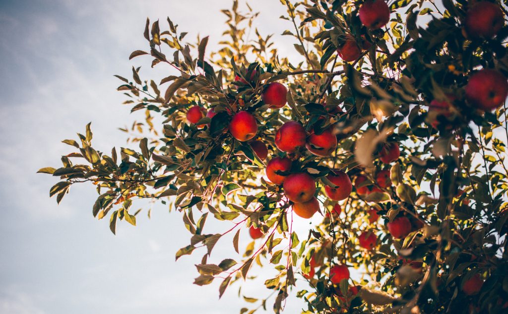 Photo 18 – You grant us to eat of the tree of life